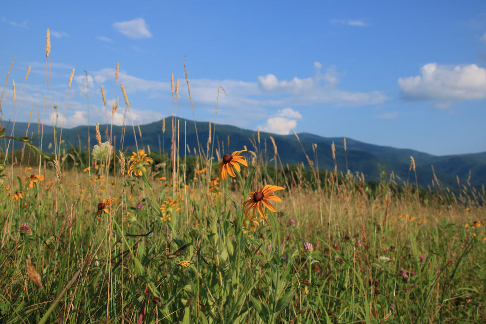 In the Field